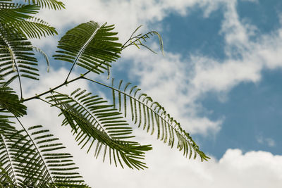 Low angle view of fern leaves against sky