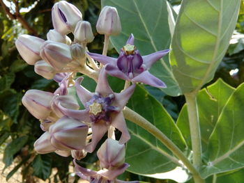 Close-up of purple orchids