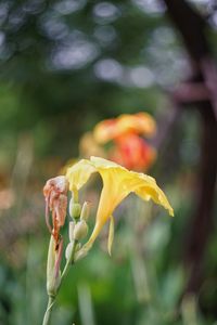 Close-up of yellow flower blooming outdoors