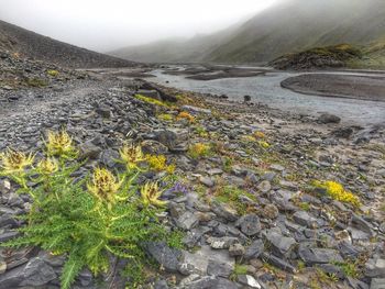 Plants growing amidst rocks on field