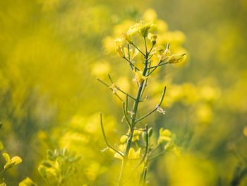 Close-up of yellow flowering plant on field