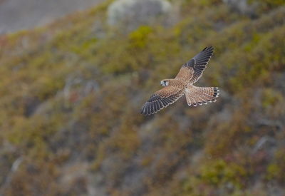 Bird flying in the sky