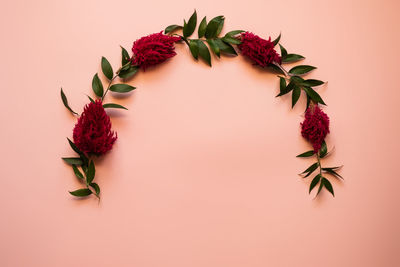 Close-up of pink flowers against white background