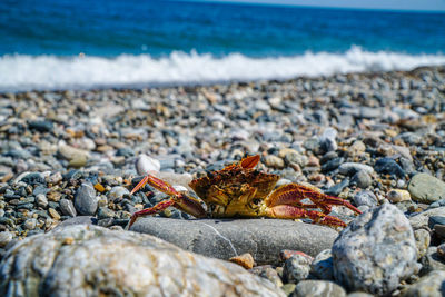 View of crab on beach