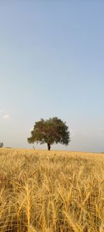 Tree on field against clear sky