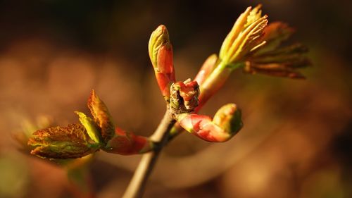 Close-up of red flower bud