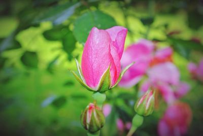 Close-up of pink flowers