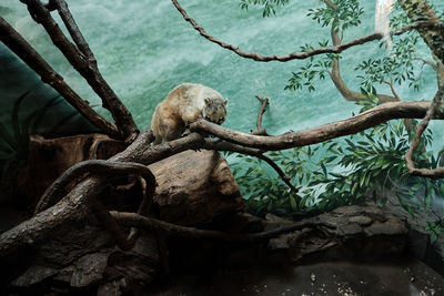 Monkey sitting on tree branch in zoo