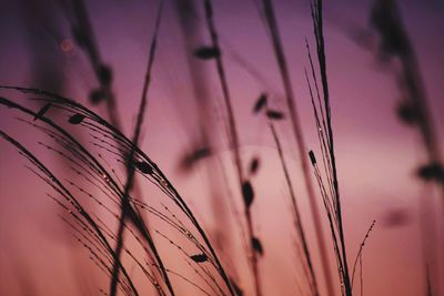 Low angle view of plants against sky during sunset