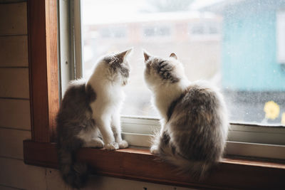 Cat sitting on window sill