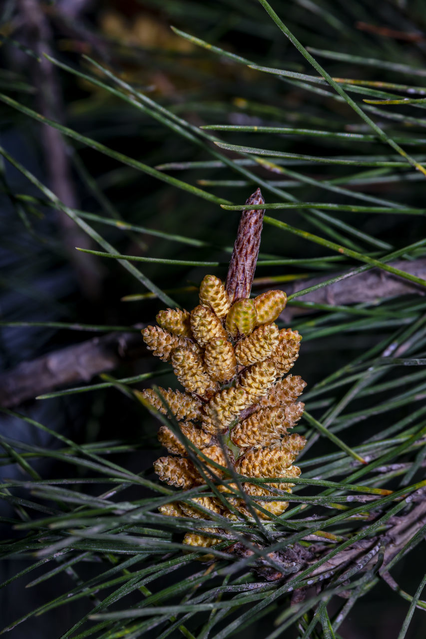 CLOSE-UP OF PINE CONES ON TREE