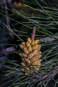 Close-up of pine cone on branch