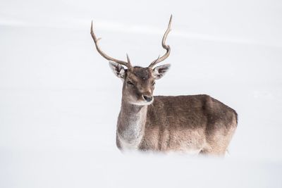 Close-up of deer against white background