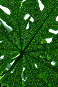 Close-up of leaf on plant