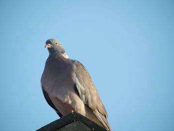Low angle view of pigeon perching against clear blue sky
