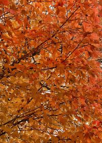 Full frame shot of autumn tree