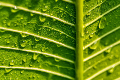 leaf