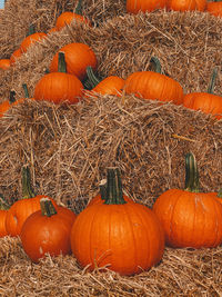 View of pumpkins on field