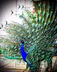 Close-up of peacock