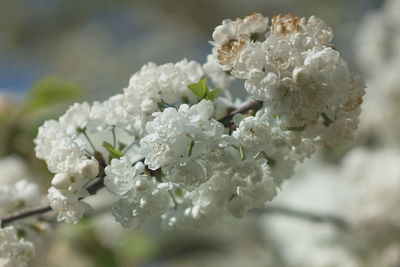 Close-up of cherry blossom