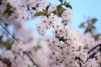 Close-up of cherry blossom