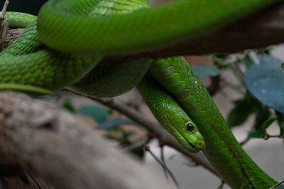 Close-up of green lizard