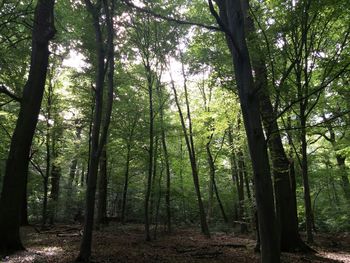 Trees in forest