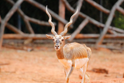 Portrait of deer