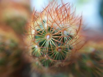 Close-up of dandelion flower