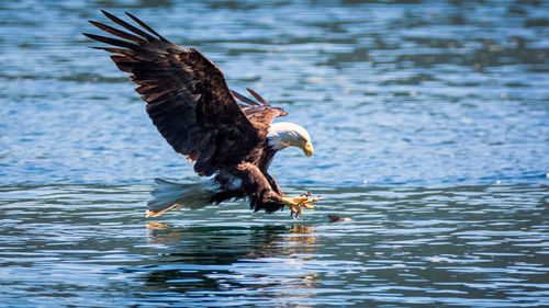 Close-up of eagle flying over lake