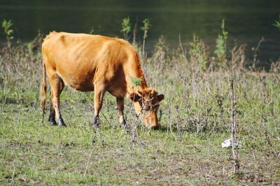 Cows grazing in a field