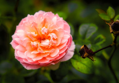 Close-up of pink flower