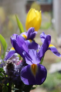 Close-up of purple crocus flowers