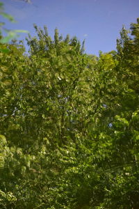 Plants and trees in forest against clear sky