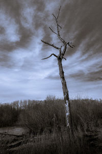 Bare tree on landscape against sky