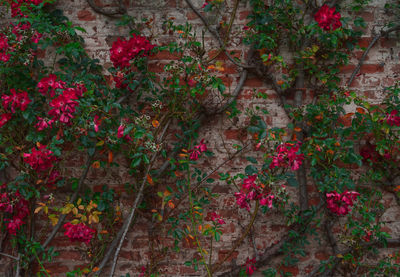 Close-up of flowering plants against wall