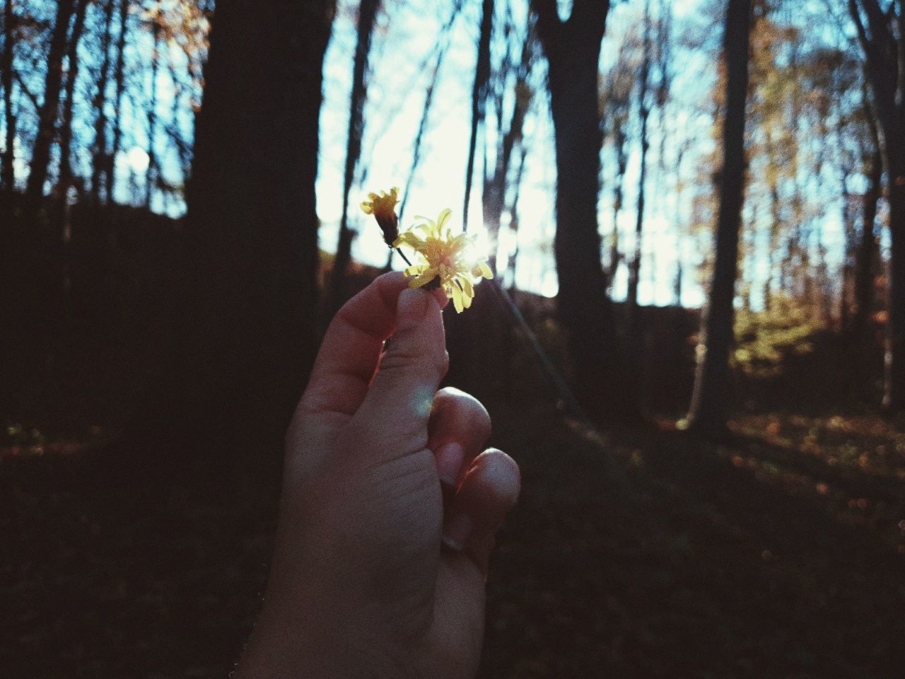 human hand, human body part, hand, plant, one person, holding, flowering plant, real people, flower, unrecognizable person, body part, personal perspective, lifestyles, nature, finger, focus on foreground, tree, human finger, fragility, leisure activity, outdoors