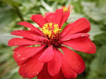 Close-up of red flower