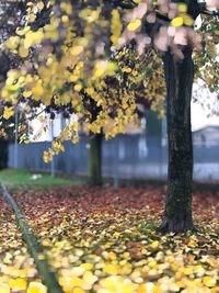 Autumn leaves on tree trunk in park