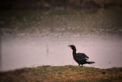 Bird perching on a field