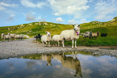 View of sheep drinking water in lake against sky