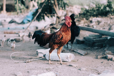 Close-up of rooster