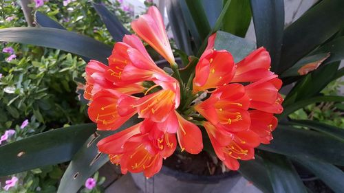 Close-up of red flower