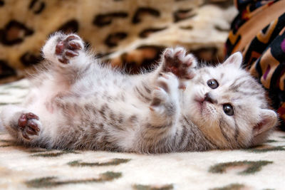 Little cute spotted british kitten gray white color lies upside down