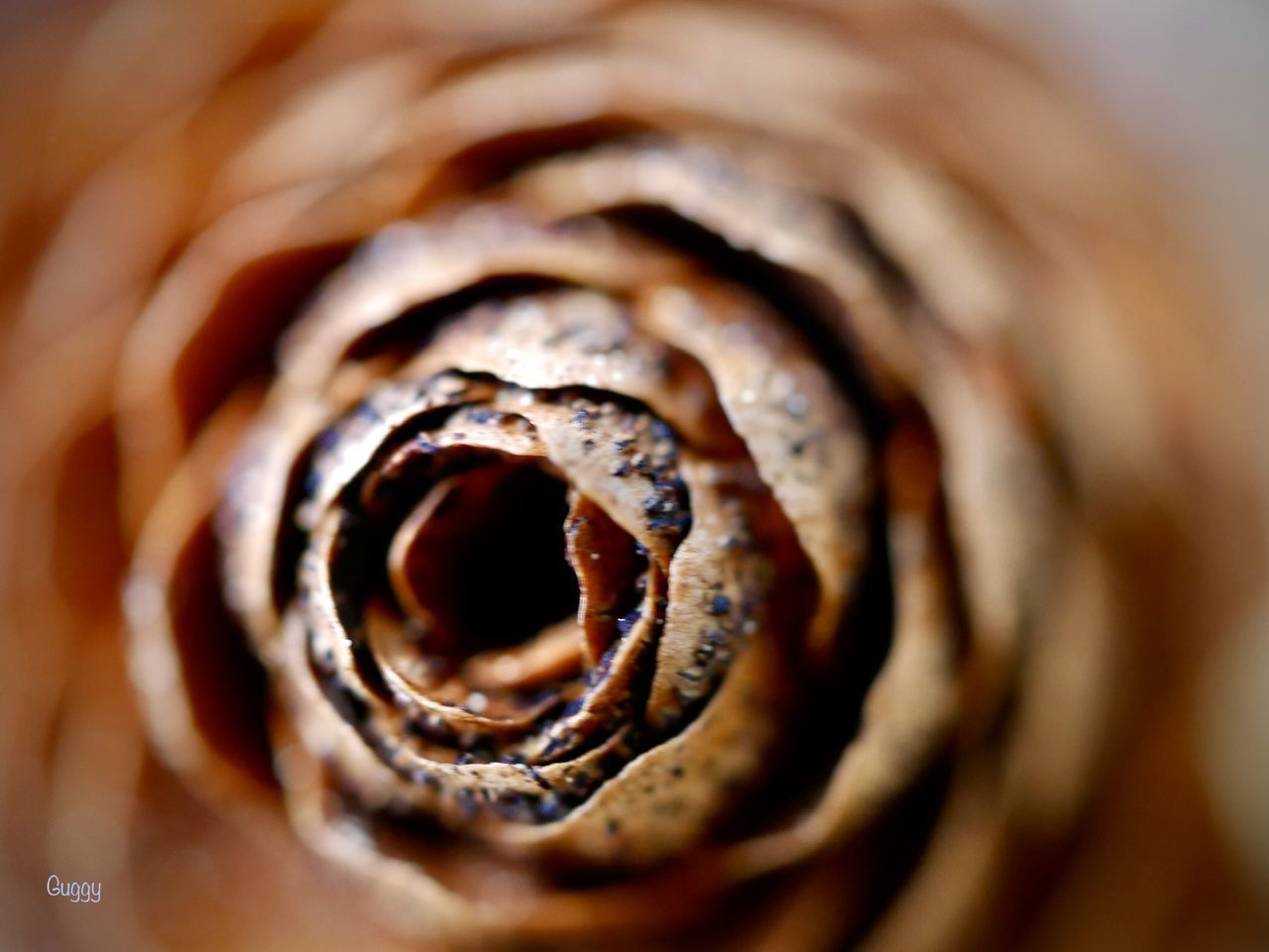 CLOSE-UP OF RED ROSE IN CONTAINER