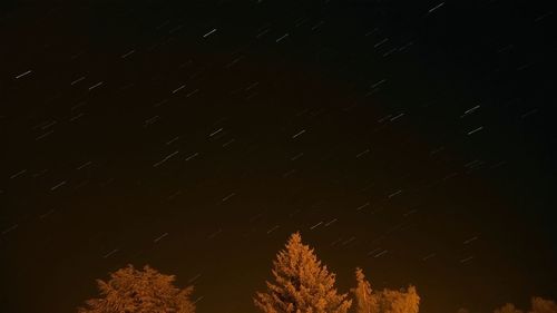 Low angle view of trees at night