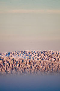 Trees on field against sky during winter