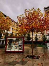 Autumn tree on sidewalk in city