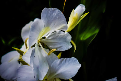Close-up of white flowers blooming outdoors