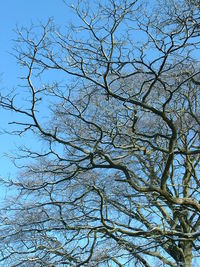 Low angle view of bare trees against clear blue sky